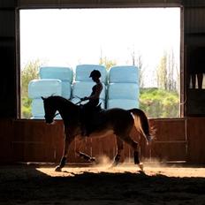 Dansk Varmblod Lærkenborgs Duke