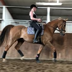 Dansk Varmblod Lærkenborgs Duke