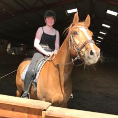 Dansk Varmblod Lærkenborgs Duke