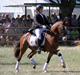 Welsh Cob (sec D) Rolighedens Jackpot (B3)