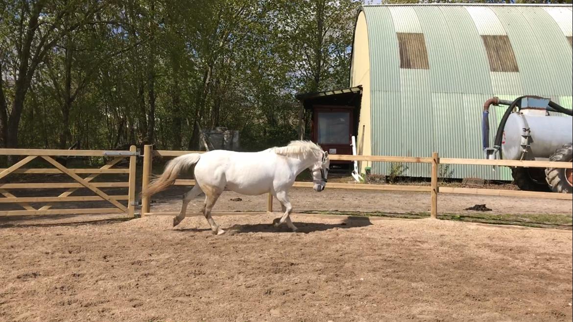 Anden særlig race Cirkeline (elevpony) - Løs billede 11