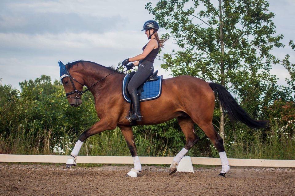 Dansk Varmblod Rosenlunds Benz  billede 17