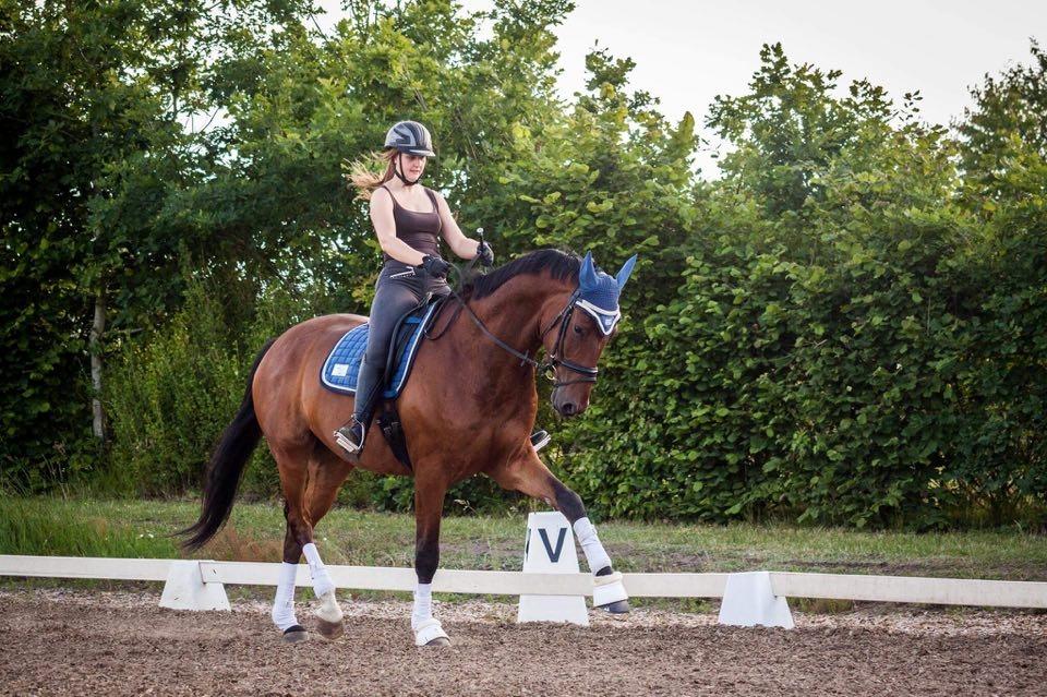 Dansk Varmblod Rosenlunds Benz  billede 18