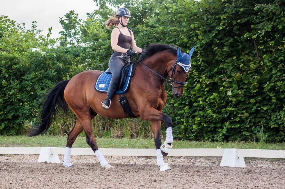 Dansk Varmblod Rosenlunds Benz  billede 19