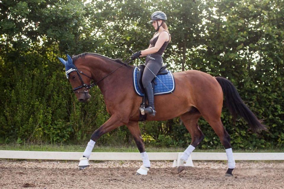 Dansk Varmblod Rosenlunds Benz  billede 20