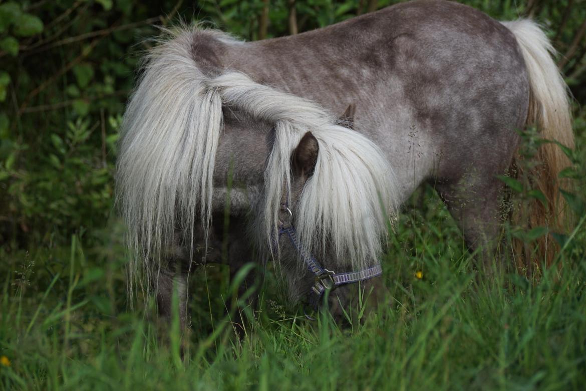 Shetlænder Pindstruphavens Silver Belle billede 4