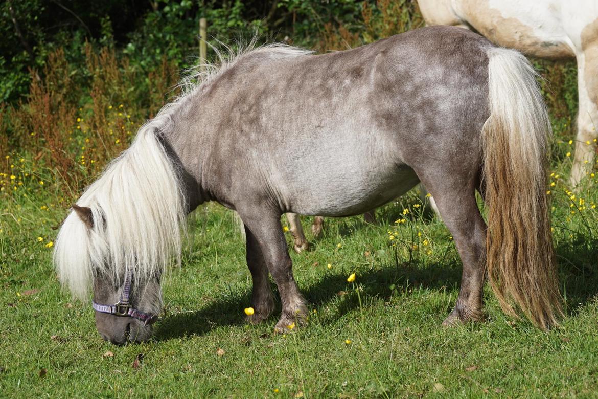 Shetlænder Pindstruphavens Silver Belle billede 20