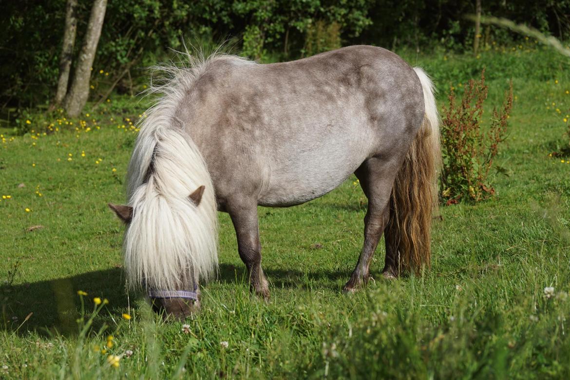 Shetlænder Pindstruphavens Silver Belle billede 1