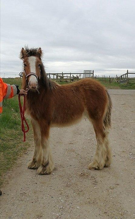 Irish Cob Lenders Winzent of Ireland - Første gang jeg var ude og kigge Winze :-) billede 5