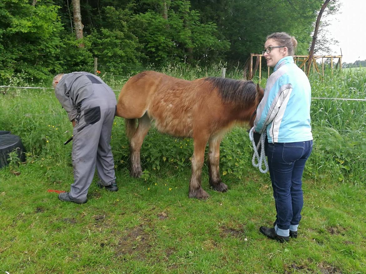 Irish Cob Lenders Winzent of Ireland - W får smed for første gang :-) Det var veltrængt. billede 4