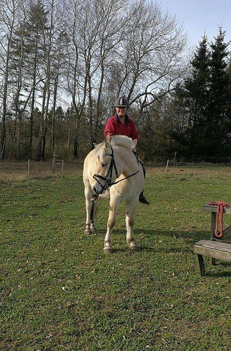 Fjordhest Tarsan - T anden gang med mig på ryggen. Kunne bare hoppe op og sidde uden han rykkede med et øre. Seje T! :-) billede 2