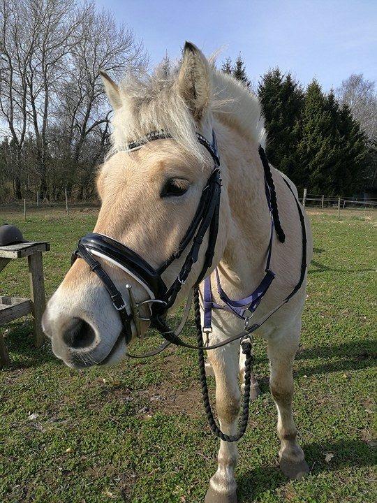 Fjordhest Tarsan - Lækre lille T med ny trense :-) billede 20