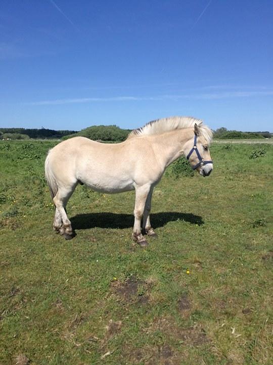 Fjordhest Tarsan - Høj bagtil? Njaeeeeh? :-))) billede 19