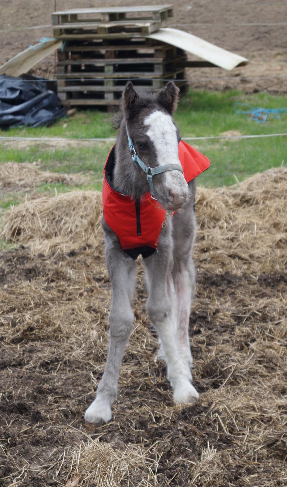 Irish Cob Stald Dalby's Tyrone - Den dag han blev født :-) billede 3