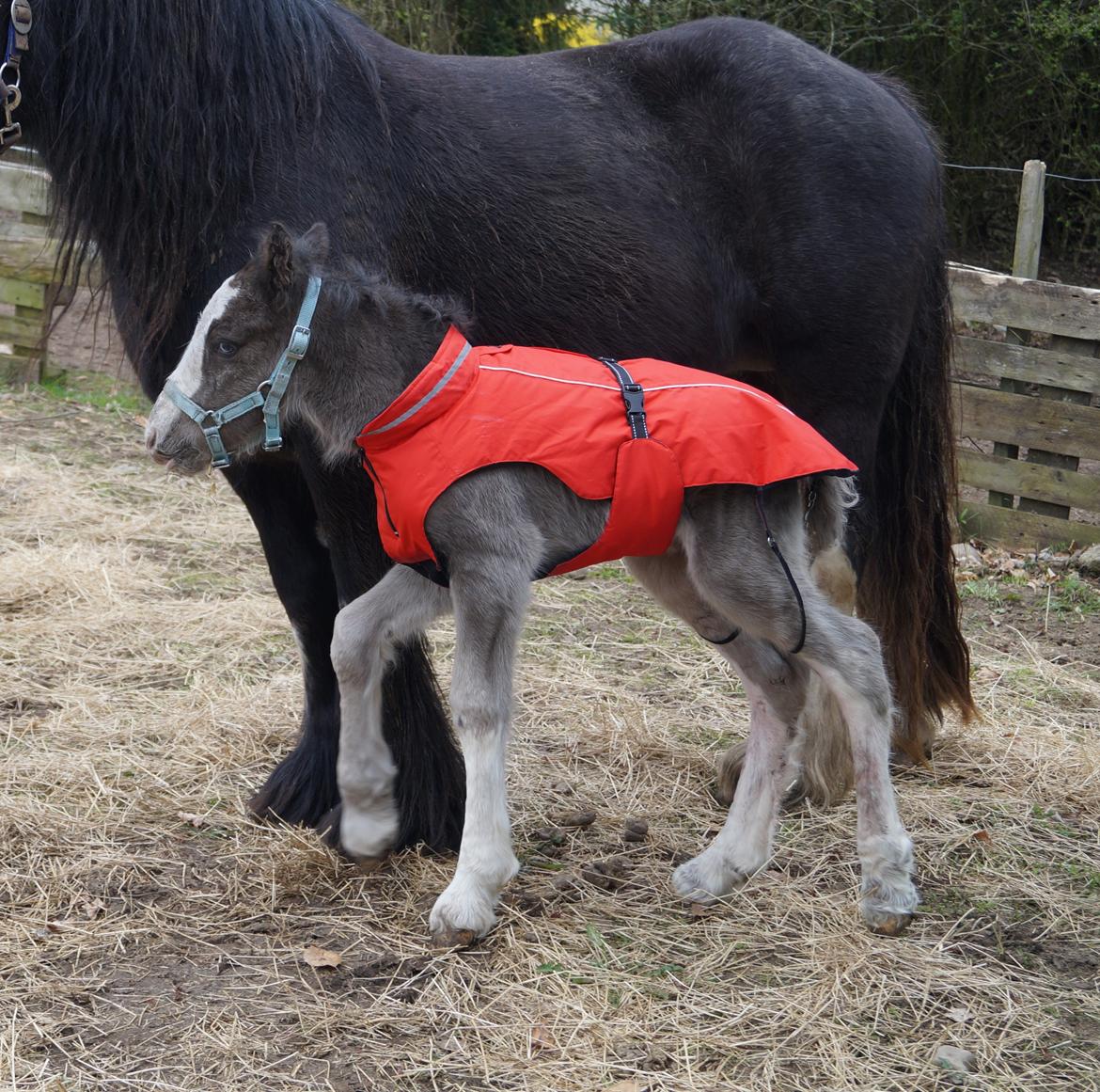 Irish Cob Stald Dalby's Tyrone - Den dag han blev født. billede 2