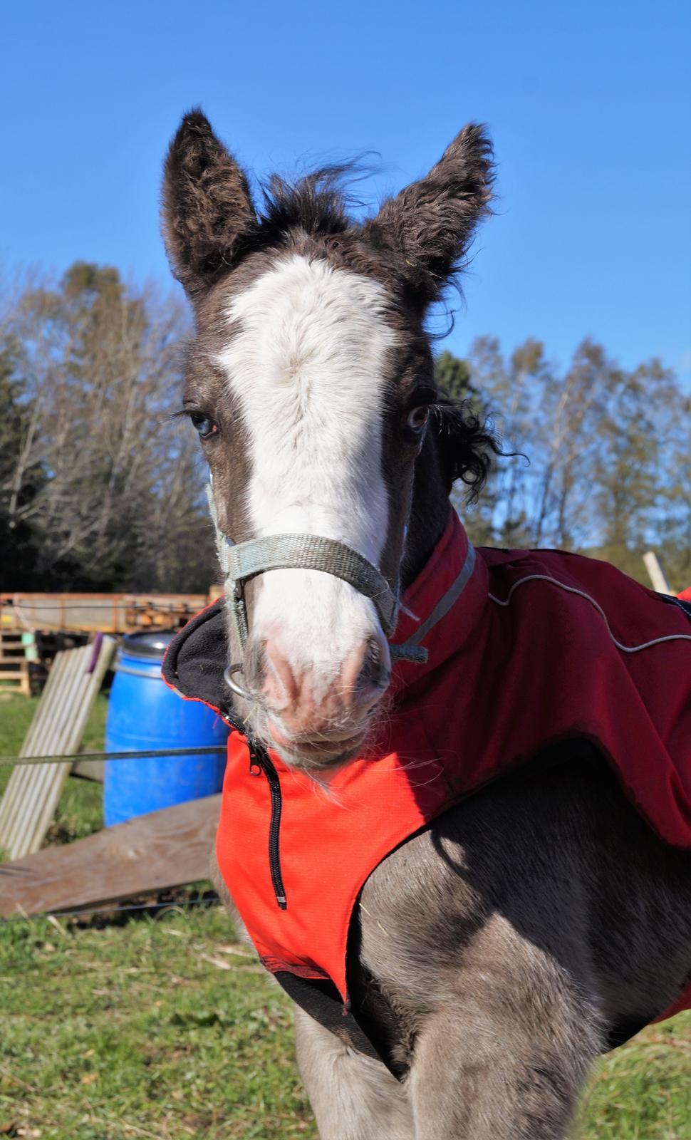 Irish Cob Stald Dalby's Tyrone - 24-04-17 billede 4