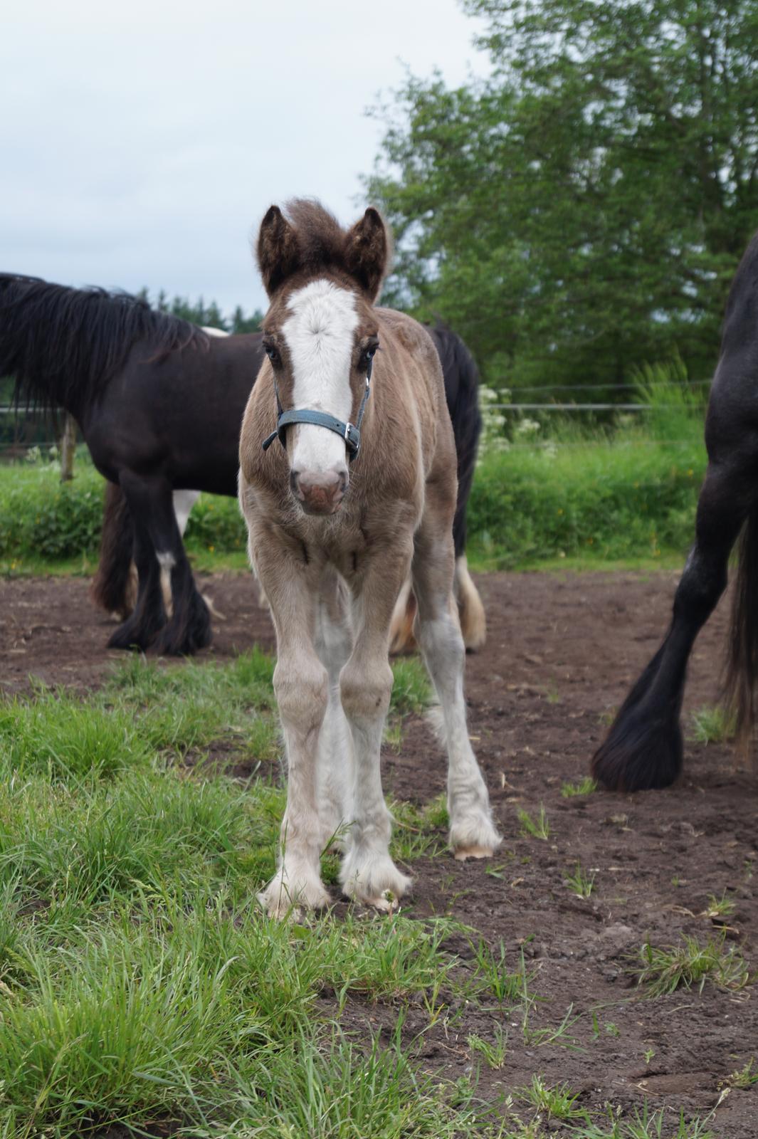 Irish Cob Stald Dalby's Tyrone - 30-05-17 billede 5