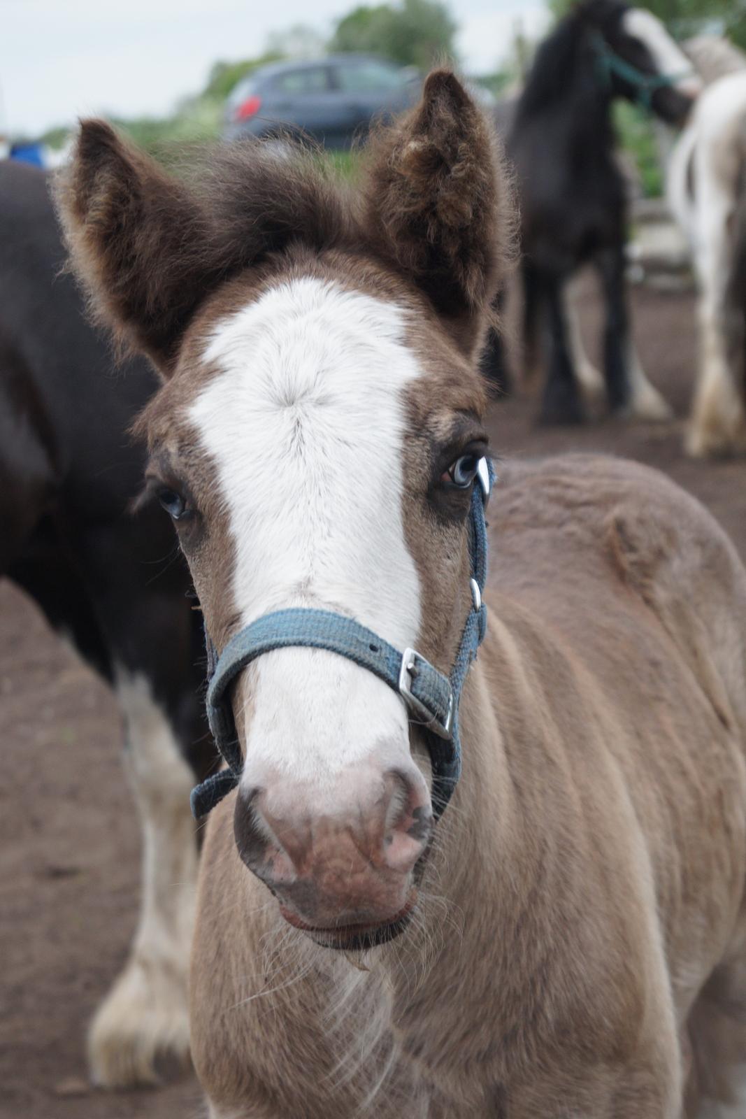 Irish Cob Stald Dalby's Tyrone - 30-05-17 billede 6