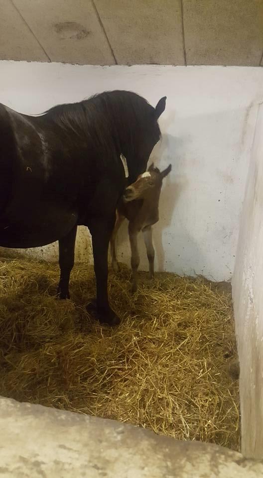 Anden særlig race Hm,s lille my  vad billede 1