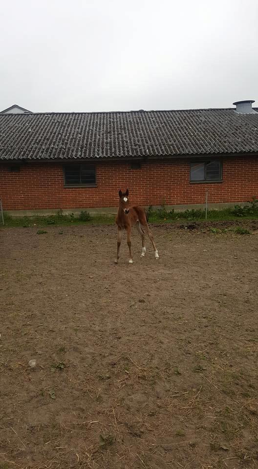 Anden særlig race Hm,s lille my  vad billede 4