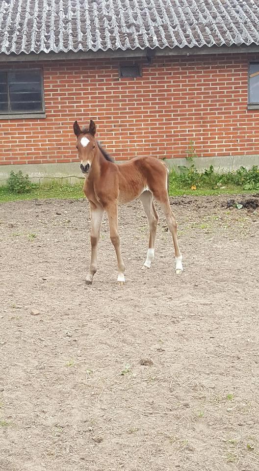 Anden særlig race Hm,s lille my  vad billede 5