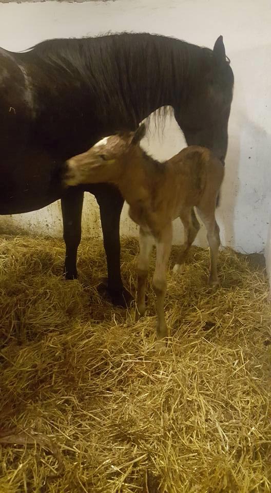 Anden særlig race Hm,s lille my  vad billede 6