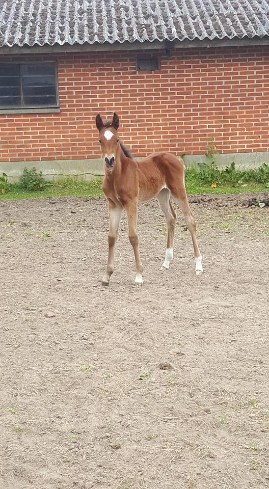 Anden særlig race Hm,s lille my  vad billede 7