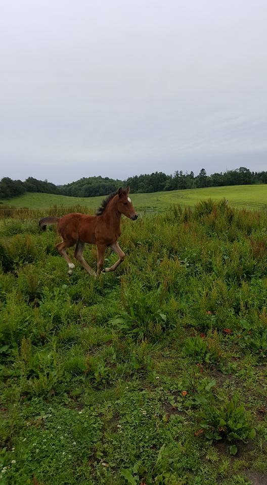Anden særlig race Hm,s lille my  vad billede 8
