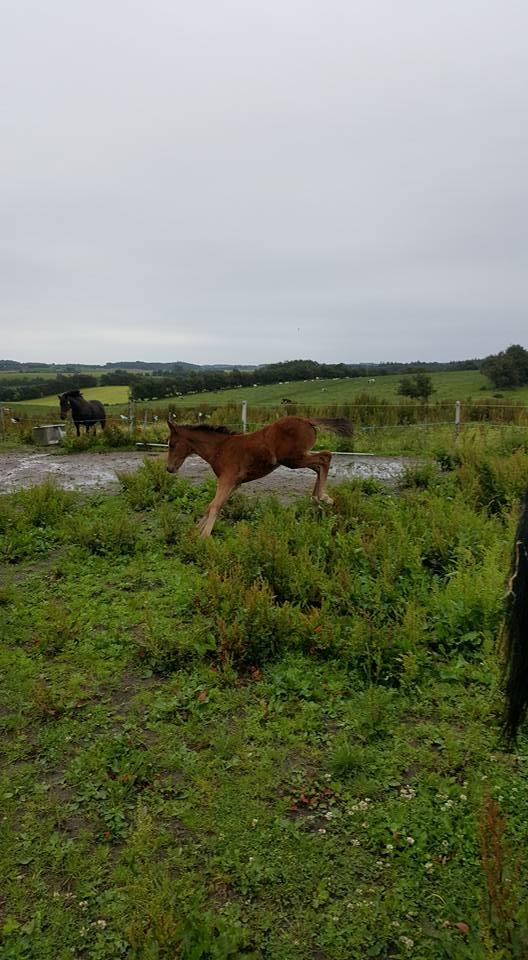 Anden særlig race Hm,s lille my  vad billede 9