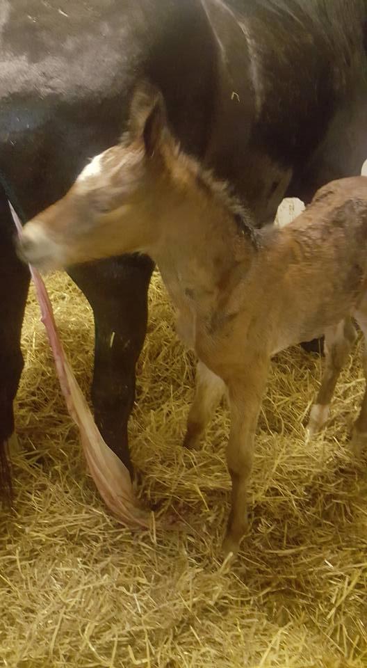 Anden særlig race Hm,s lille my  vad billede 3