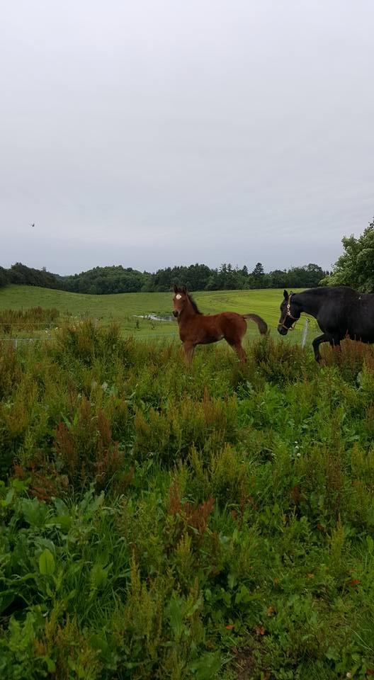 Anden særlig race Hm,s lille my  vad billede 10