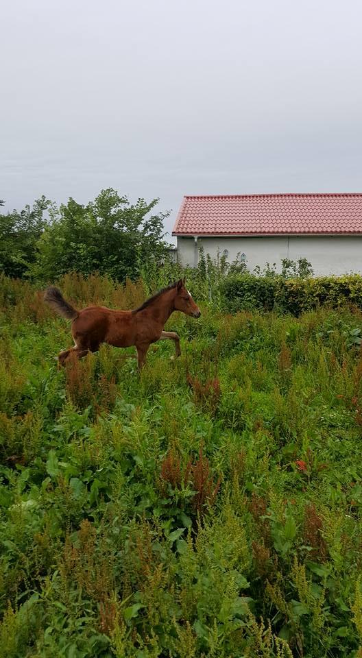 Anden særlig race Hm,s lille my  vad billede 13