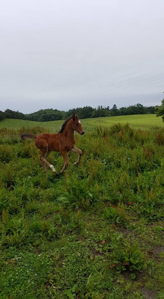 Anden særlig race Hm,s lille my  vad billede 14