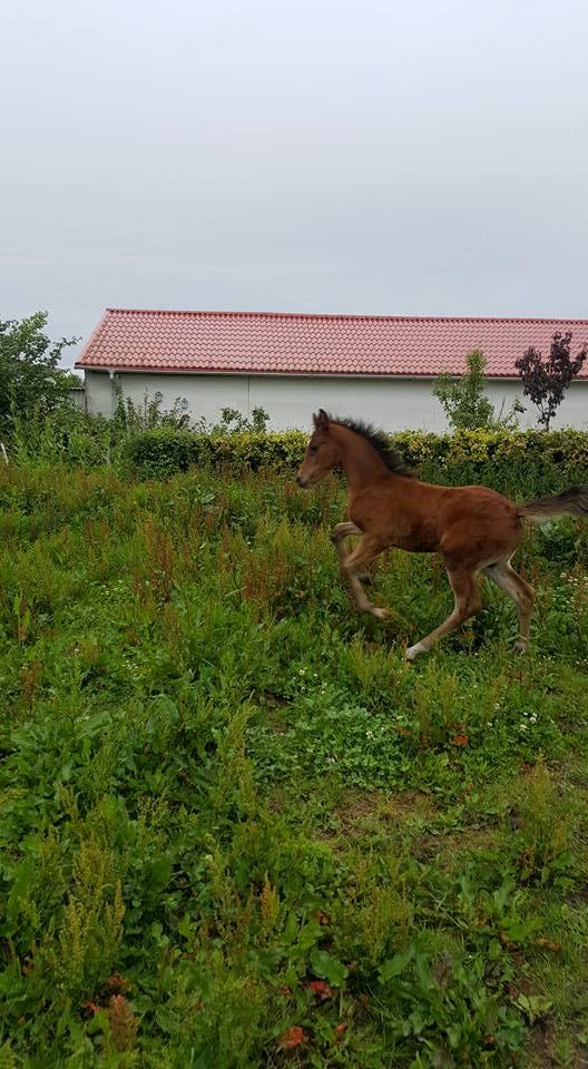 Anden særlig race Hm,s lille my  vad billede 15