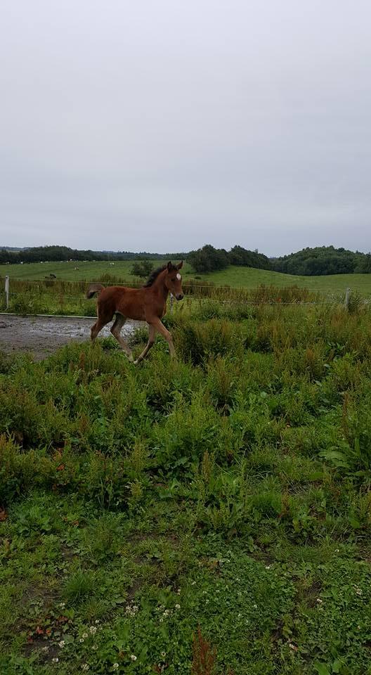Anden særlig race Hm,s lille my  vad billede 12