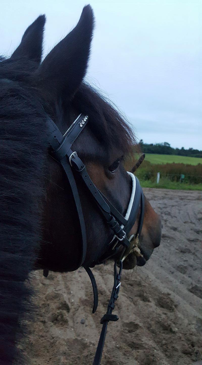 Anden særlig race DIBA VAD billede 25