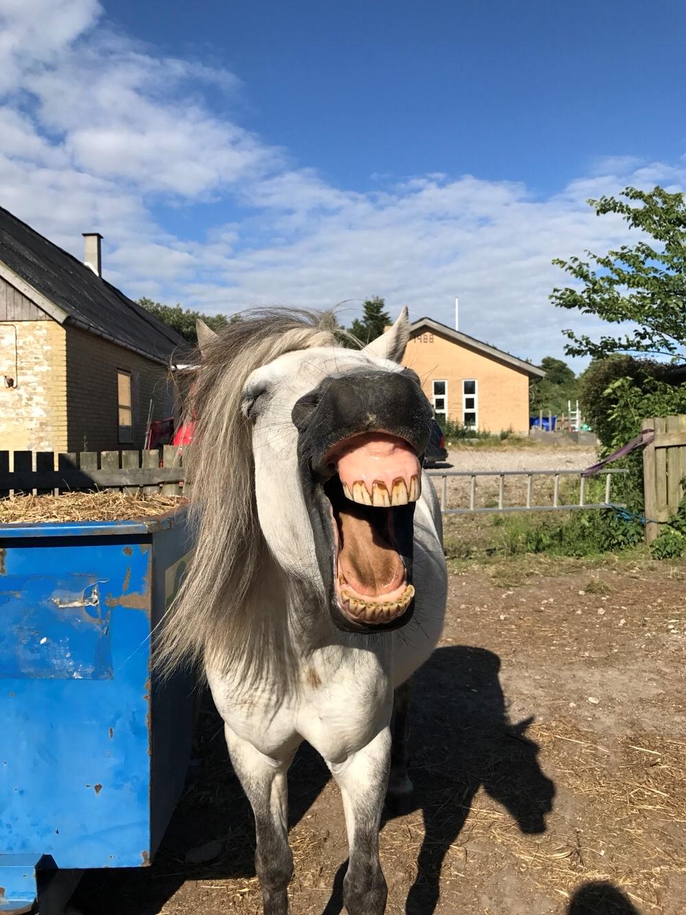 Welsh Mountain (sec A) Team J Nielsen's Felix - juni 2017 billede 8