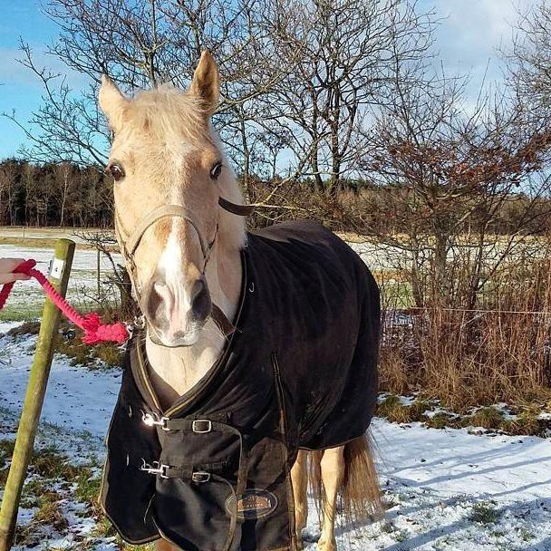 Welsh Partbred (Sec F) Aastrupsgaards Lukas billede 2