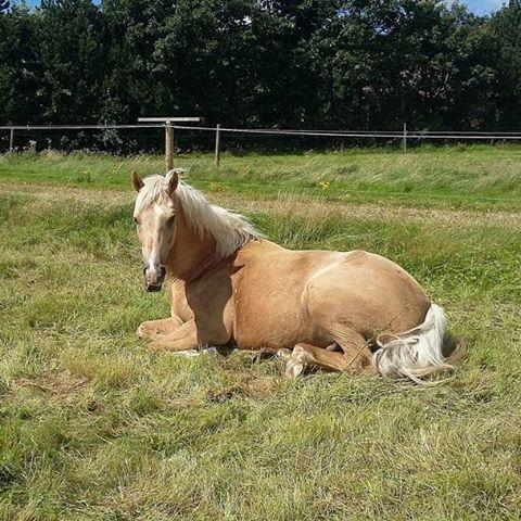 Welsh Partbred (Sec F) Aastrupsgaards Lukas billede 4
