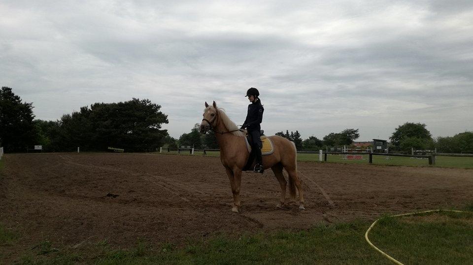 Welsh Partbred (Sec F) Aastrupsgaards Lukas billede 5