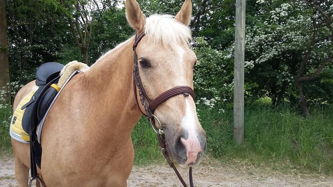 Welsh Partbred (Sec F) Aastrupsgaards Lukas billede 6