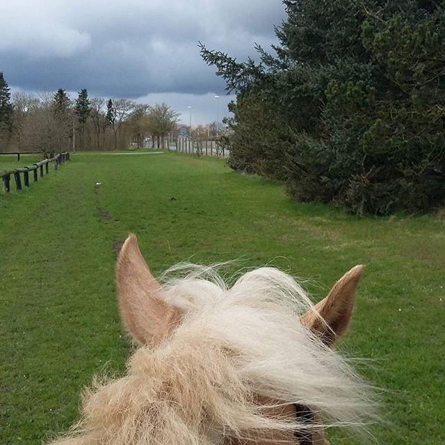 Welsh Partbred (Sec F) Aastrupsgaards Lukas billede 7