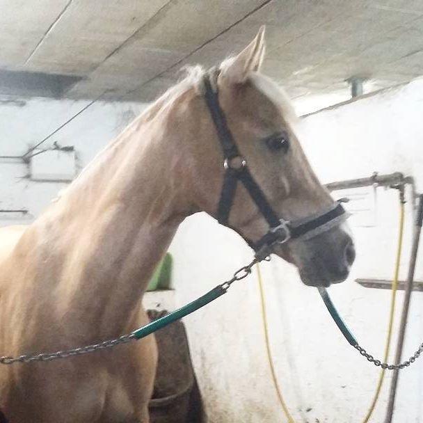 Welsh Partbred (Sec F) Aastrupsgaards Lukas billede 8