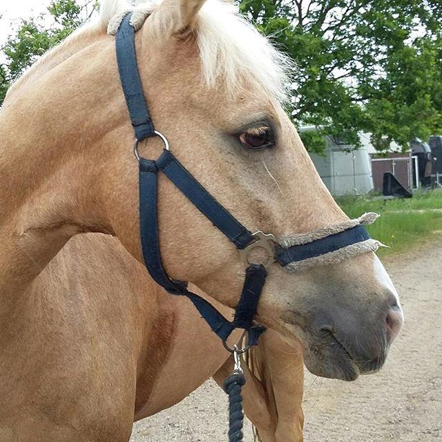 Welsh Partbred (Sec F) Aastrupsgaards Lukas billede 9