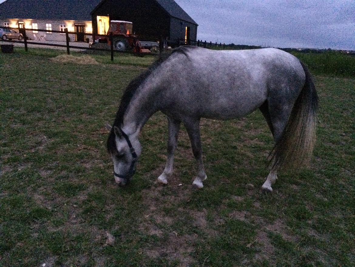 Welsh Partbred (Sec F) Holmegårdens Nutella billede 5