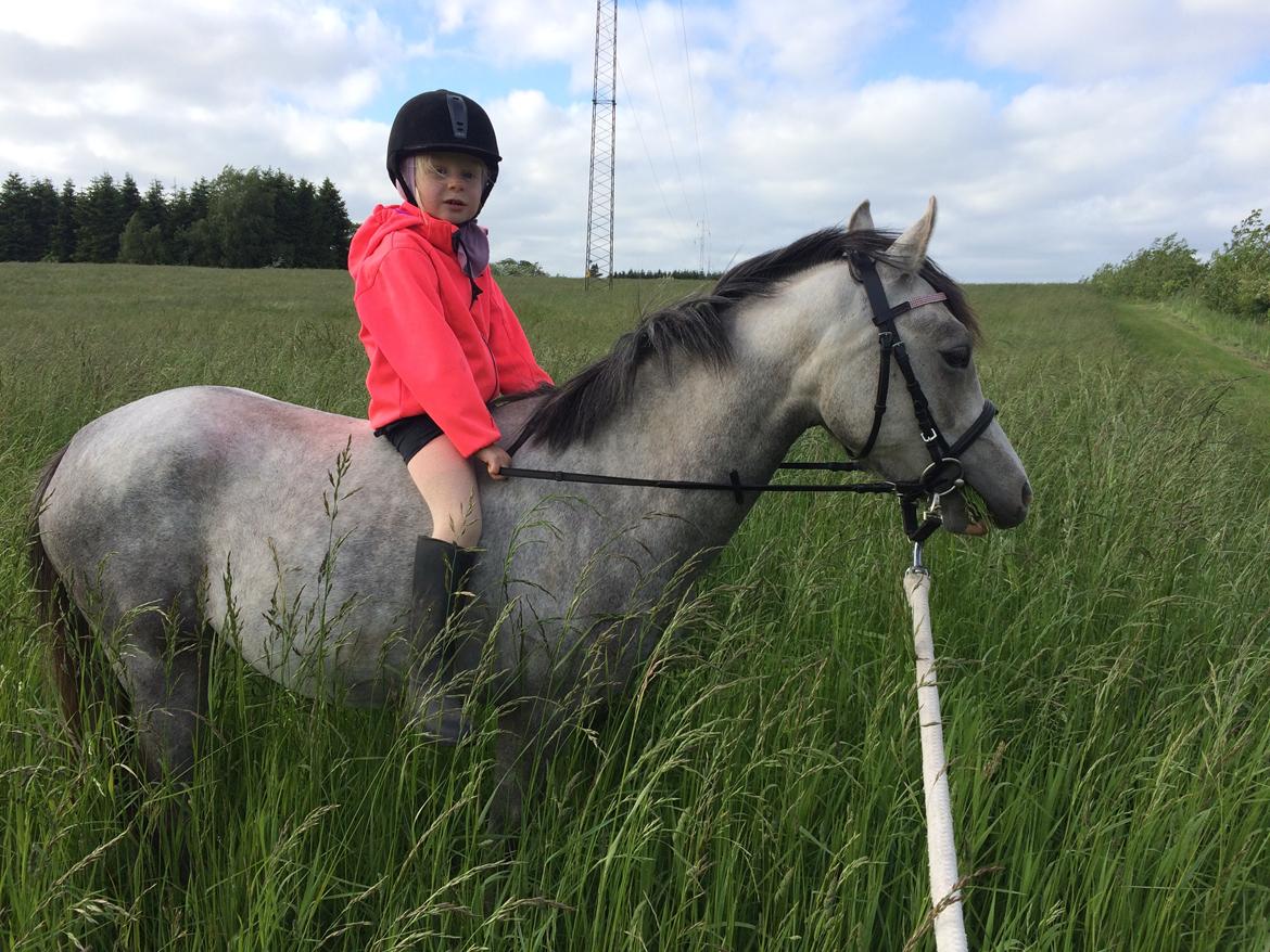 Welsh Partbred (Sec F) Holmegårdens Nutella billede 7