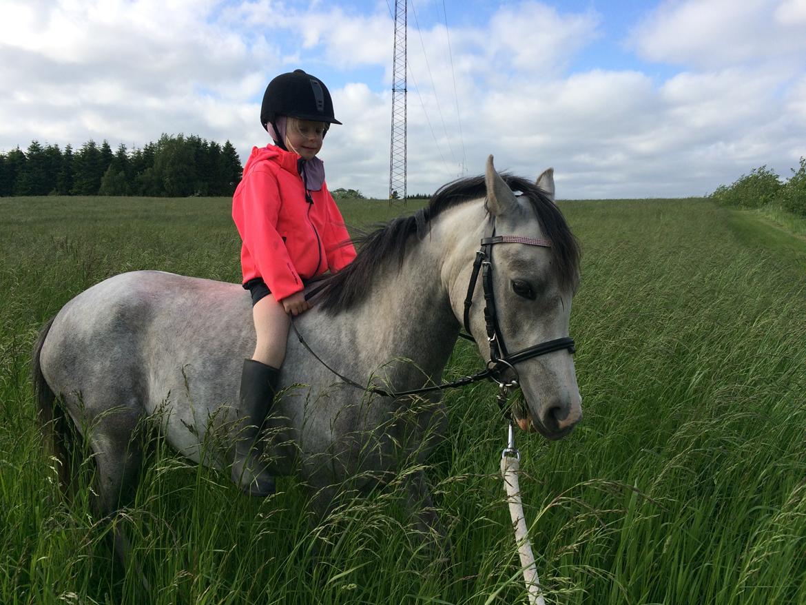 Welsh Partbred (Sec F) Holmegårdens Nutella billede 4