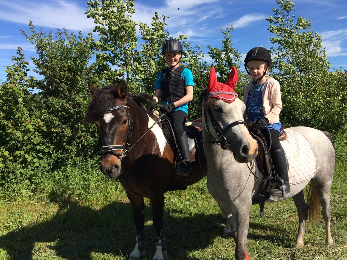 Welsh Partbred (Sec F) Holmegårdens Nutella billede 8