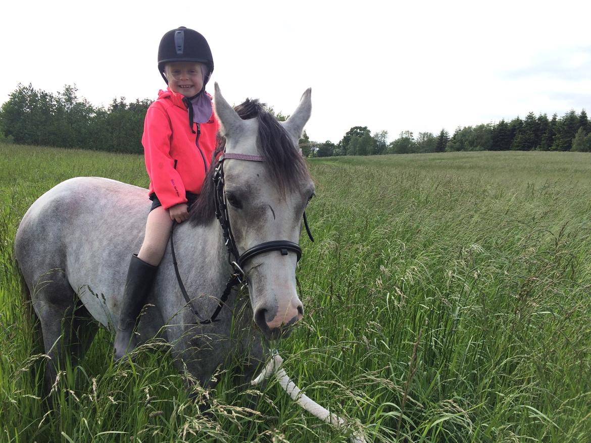 Welsh Partbred (Sec F) Holmegårdens Nutella billede 6