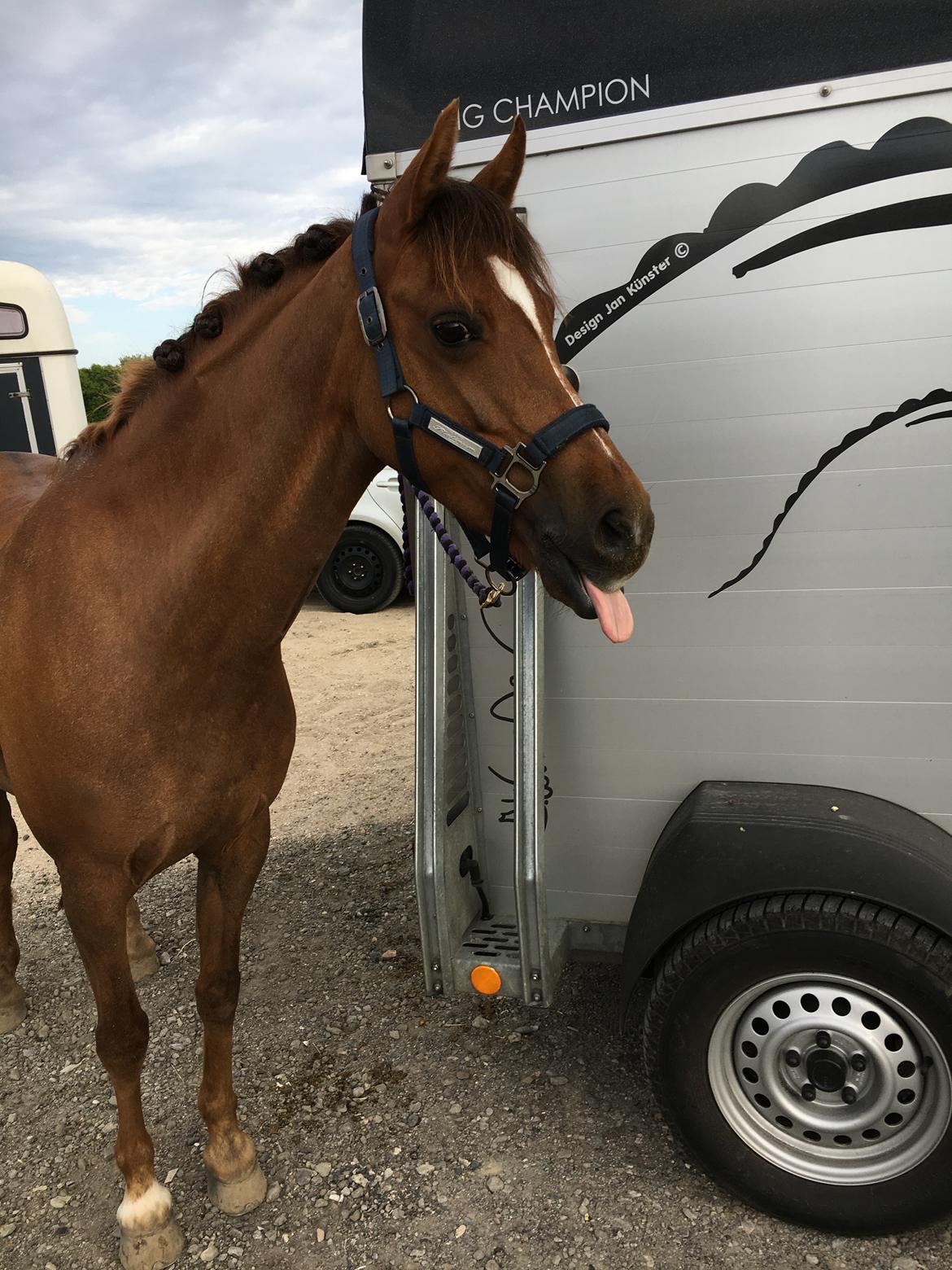 Welsh Pony (sec B) Bjerregårds zenta - Velkommen til Zenta's profil❤️ billede 1